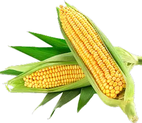 corn